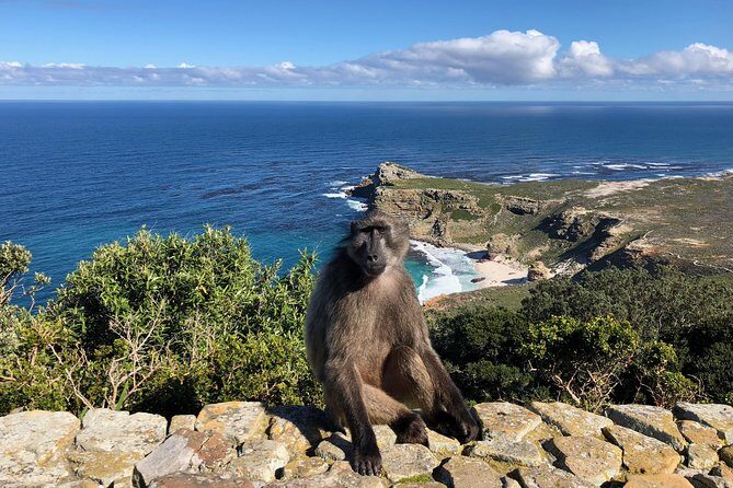 Private Day Tour to Cape Point , Penguins, Wine or Beer Tasting - Boulders Beach penguin time: not a drive-by, a real viewing slot