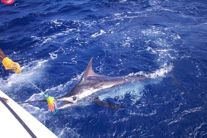 Private Fishing in St Lucia Charters - Quick Takeaways: Why This St Lucia Charter Gets High Marks