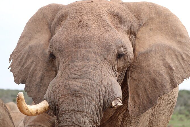Private Full-Day Addo Elephant National Park - Addo Elephant National Park: guided Big 7 safari, not just a drive-by