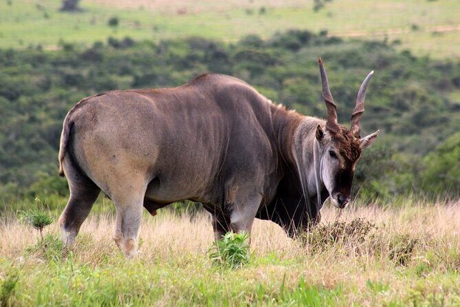 Private Full-Day Addo Elephant National Park - Price and value: what you’re really paying for at about $230.89