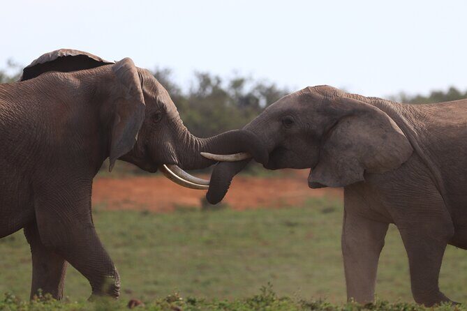Private Full-Day Addo Elephant National Park - Who this Addo private day trip fits best