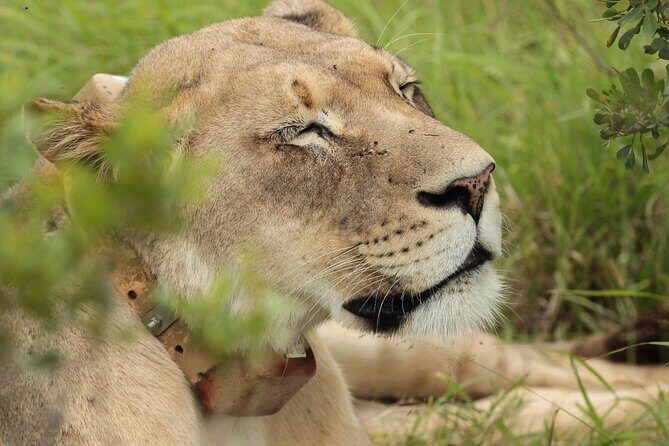 Private Full-Day Addo Elephant National Park - Lunch inside Addo: Traditional BBQ plus enough fuel for the afternoon