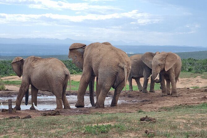 Private Full-Day Addo Elephant Park & Giraffe Walk - Port Elizabeth to Addo: a full day that feels paced