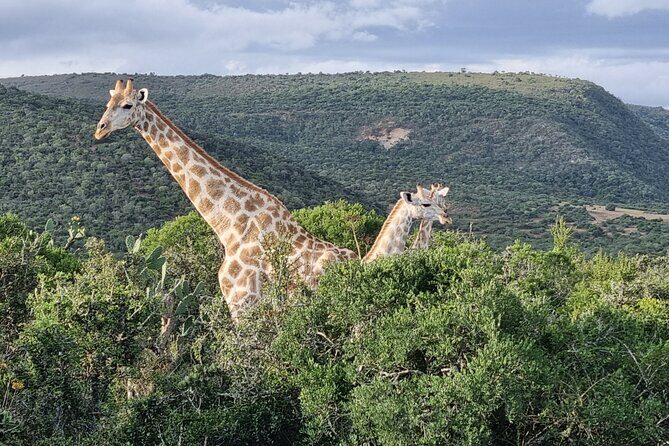 Private Full-Day Addo Elephant Park & Giraffe Walk - Greater Addo and the giraffe walk near Addo Afrique