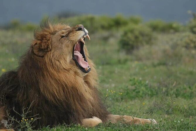 Private Full-Day Addo Elephant Park & Giraffe Walk - Price and what you actually get for $230.87