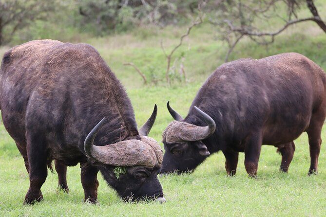 Private Full-Day Addo Elephant Park & Giraffe Walk - Comfort, weather, and what to pack for this kind of day