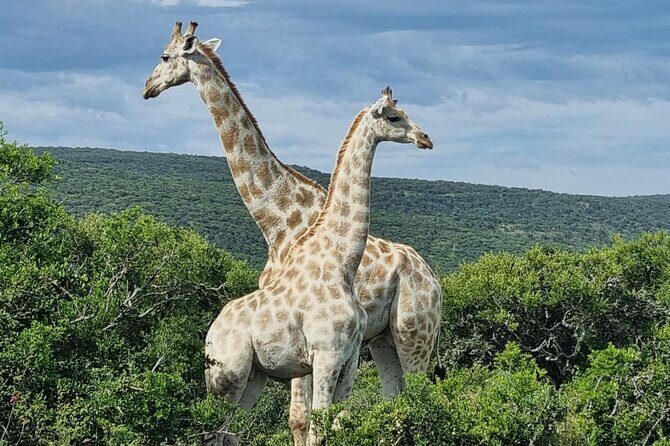 Private Full-Day Addo Elephant Park & Giraffe Walk - Who should book this Addo plus giraffe walk experience