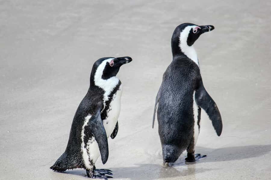 PRIVATE FULL DAY CAPE PENINSULA TOUR - Cape of Good Hope and Cape Point: Big Nature Views with a Couple Optional Extras