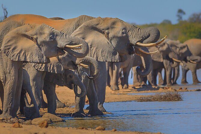 Private Full Day Safari (10 hours) in Kruger National Park - Why starting at Phalaborwa Gate makes the day feel smoother