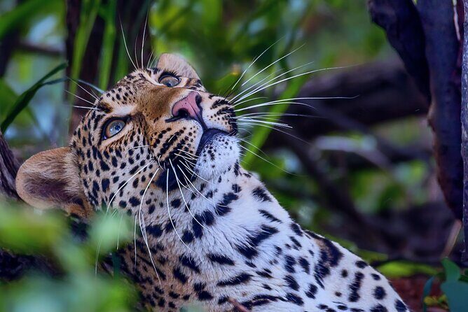 Private Full Day Safari (10 hours) in Kruger National Park - Satara Camp Road: where big cats get the spotlight