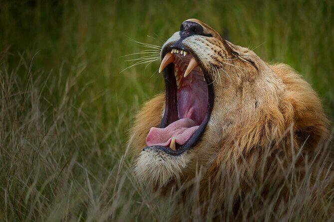Private Full Day Safari (10 hours) in Kruger National Park - Food, tickets, and what’s included (so you don’t do math mid-safari)