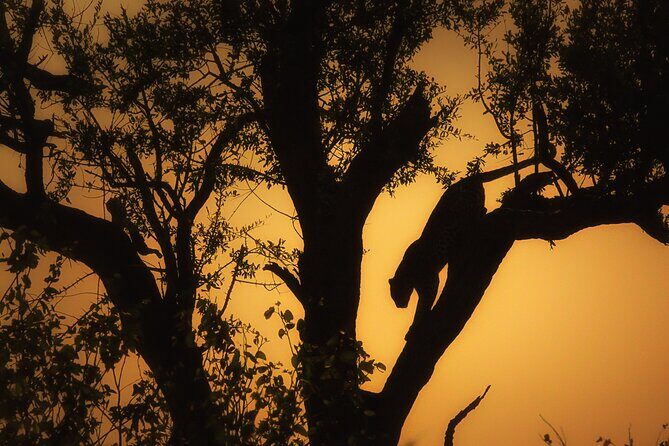 Private Full Day Safari (10 hours) in Kruger National Park - Morning at Letaba: breakfast, elephants, and an early wildlife focus