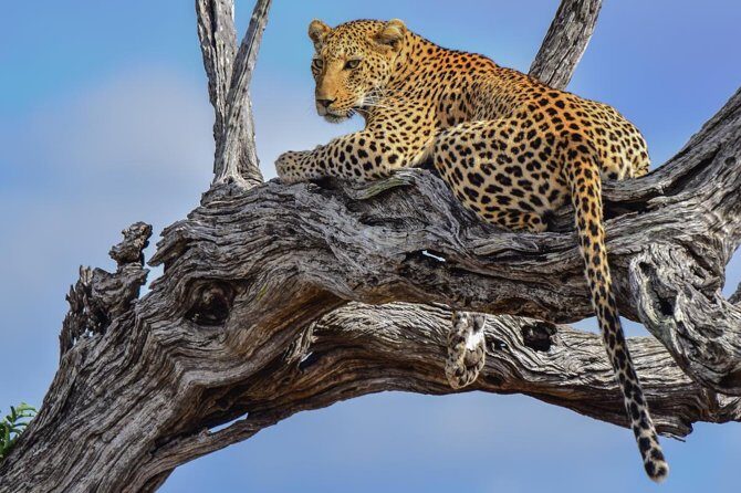 Private Full Day Safari l Kruger National Park from Hazyview or Skukuza - Kruger at first light from Hazyview: why the day starts so early