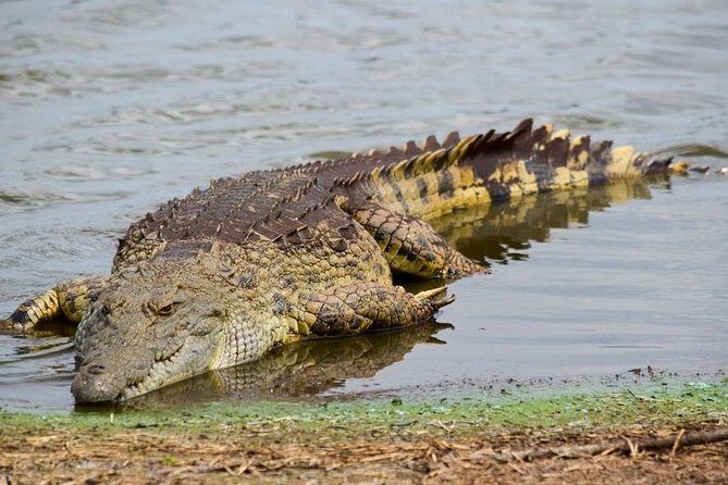Private Full Day Safari l Kruger National Park from Hazyview or Skukuza - Big Five and beyond: setting realistic expectations for the wildlife list
