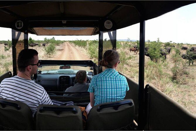 Private Full Day Safari l Kruger National Park from Hazyview or Skukuza - The morning drive: your first chance at lion, leopard, and everything else