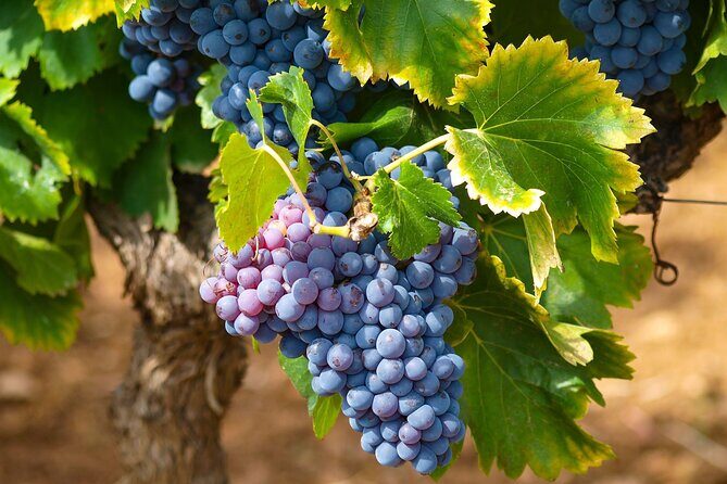 Private Full Day Stellenbosch Wine Tour - Pickup and the First Stops in Cape Town Central and Stellenbosch