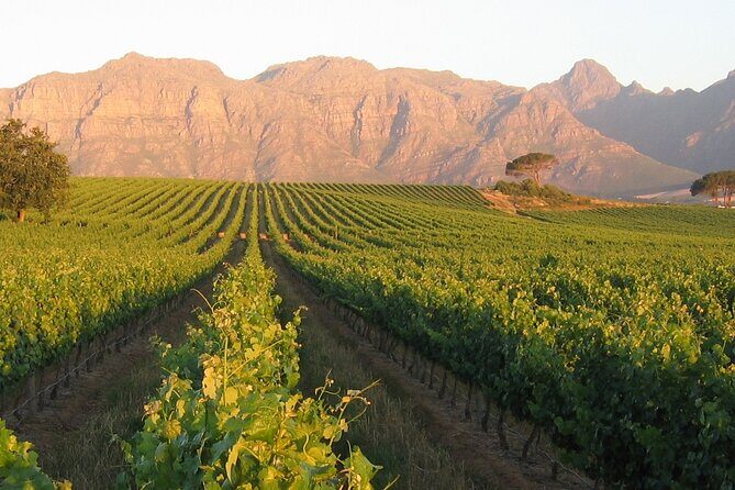 Private Full Day Stellenbosch Wine Tour - Tokara Wine Estate: Views, Gourmet Culture, and a Second Wind