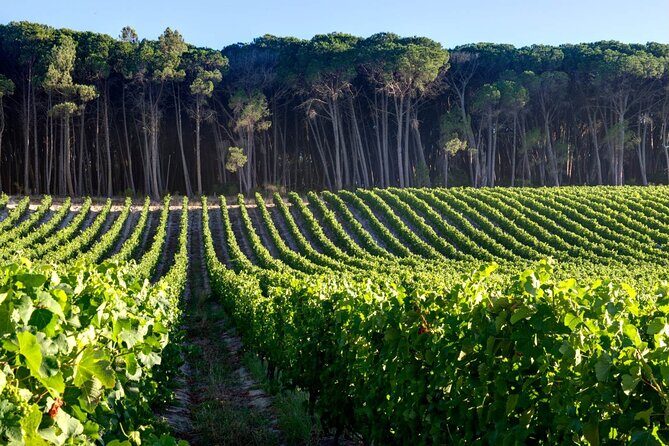 Private Full Day Stellenbosch Wine Tour - Guide/Driver Quality: Why Abel and George Keep Coming Up