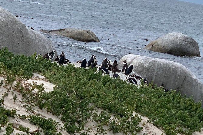 Private Full Day Tour To Cape Point, Penguins With Table Mountain. - Key points to know before you go