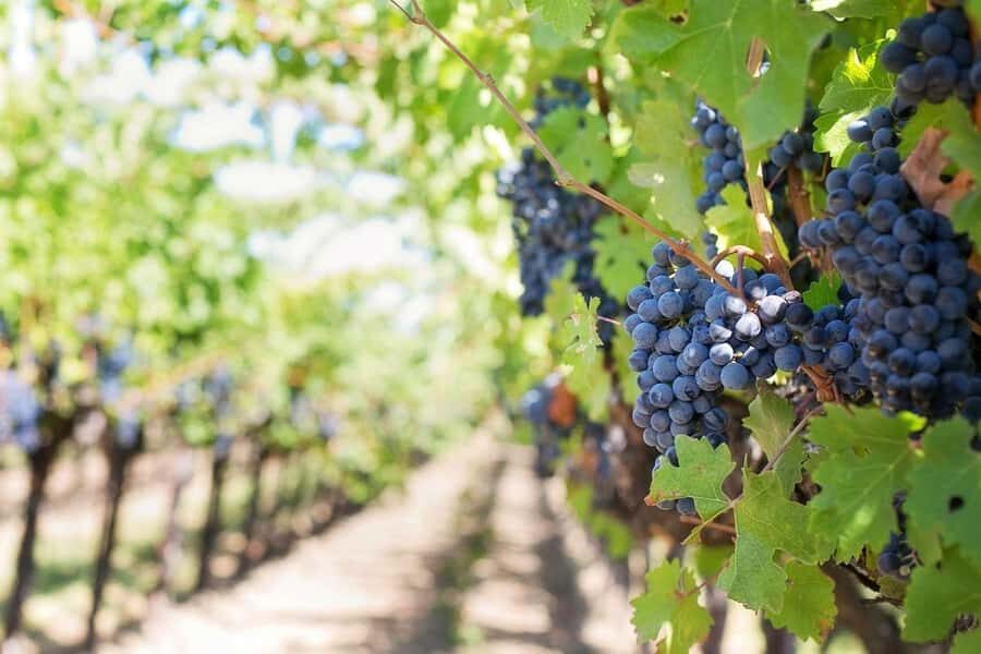 Private Full-Day Winelands Tour in Stellenbosch - Key things I’d watch for