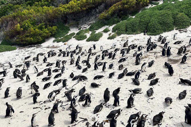 Private Guided Tour in Cape of Good Hope and Table Mountain - Maiden’s Cove and the Twelve Apostles photo angle