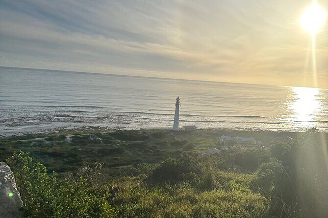 Private Guided Tour in Cape of Good Hope and Table Mountain - Just Nuisance: the funny break with a real story