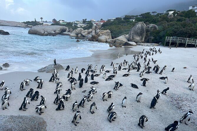 Private Guided Tour to Cape of Good Hope and Penguins Colony - Key highlights you’ll actually feel