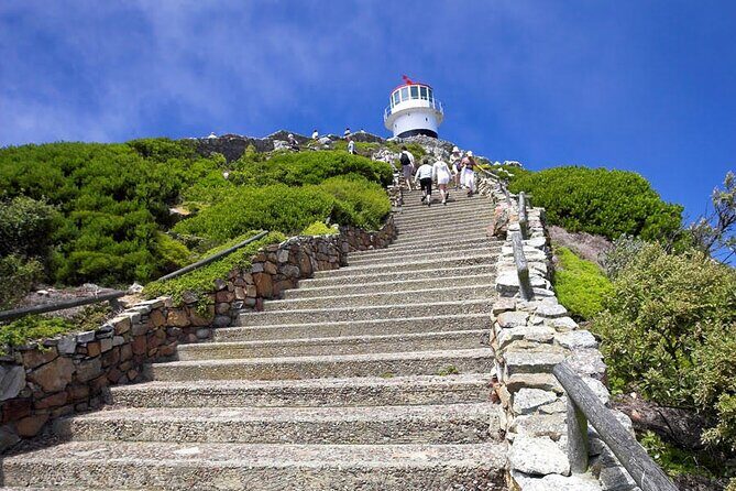Private Guided Tour to Table Mountain and Cape Point with Penguin - Boulders Beach Penguins: The Best Wildlife Stop on the Route