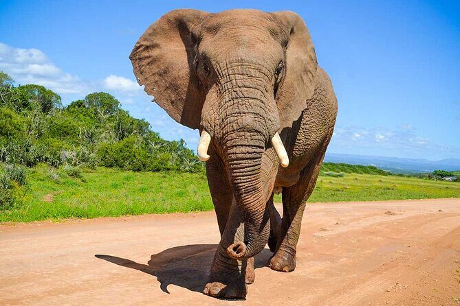 Private Half-Day Addo Elephant National Park Safari - Wildlife in Motion: How Addo Typically Shows Off