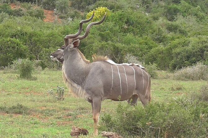 Private Half-Day Addo Elephant National Park Safari - Who This Safari Is For (and Who Might Skip It)