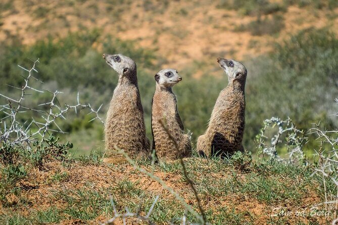 Private Half-Day Addo Elephant National Park Safari - Should You Book This Addo Elephant National Park Safari?