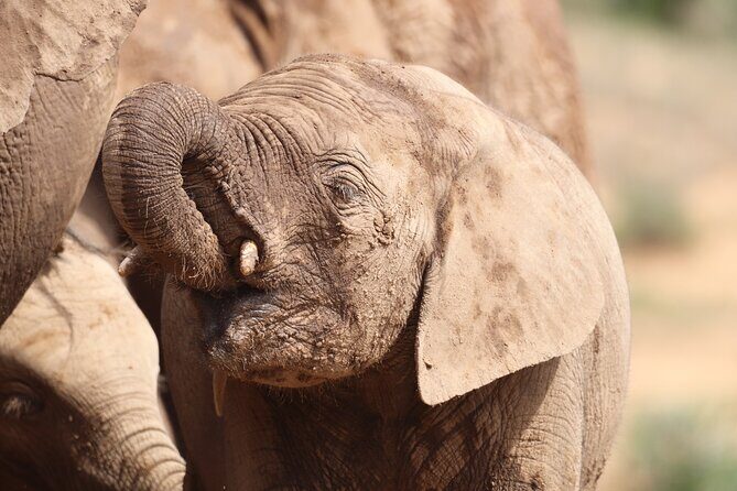 Private Half-Day Addo Elephant National Park Safari - Price and Value: What $141.41 Gets You