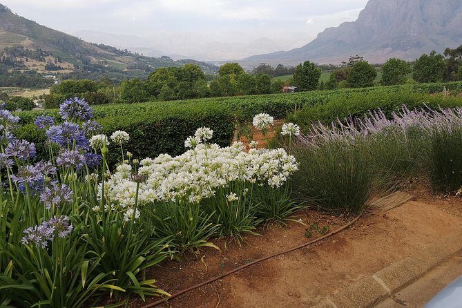 Private Half DayTour:Cape Winelands, Stellenbosch from Cape Town - Value Check: What You Pay at $117.17 Per Person