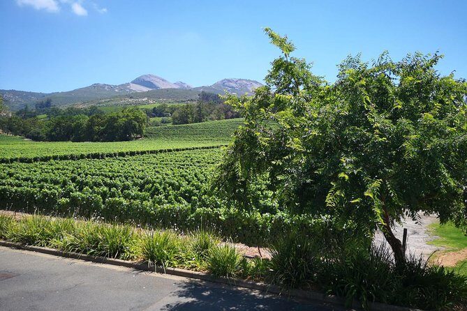 Private Half DayTour:Cape Winelands, Stellenbosch from Cape Town - En Route Cape Dutch and Victorian Architecture: The Scenic Bonus