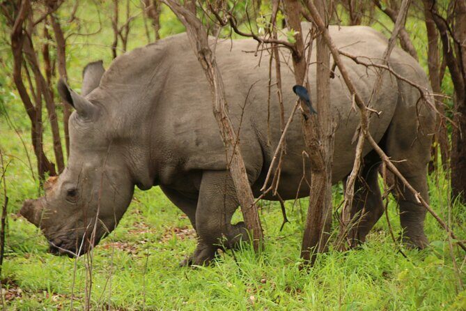 Private Kruger Park Safari and Panorama Route - Day One’s Optional Sunset Drive: Worth It or Skip It?