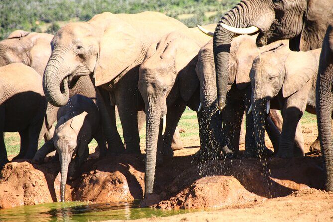 Private Kruger Park Safari and Panorama Route - Private Group Logistics: Pickup, Vehicle Comfort, and How It Feels