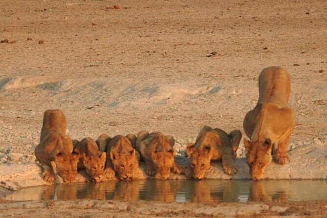 Private Kruger Park Safari and Panorama Route - Price and Value: What $953.93 Buys You Here