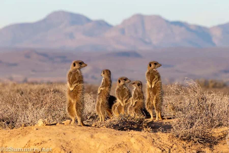 Private Oudtshoorn Full Day Tour - Price and value at $227 per person: what you’re really paying for