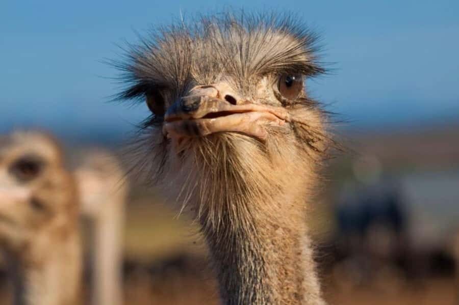 Private Oudtshoorn Full Day Tour - Who should book this private Oudtshoorn day tour?