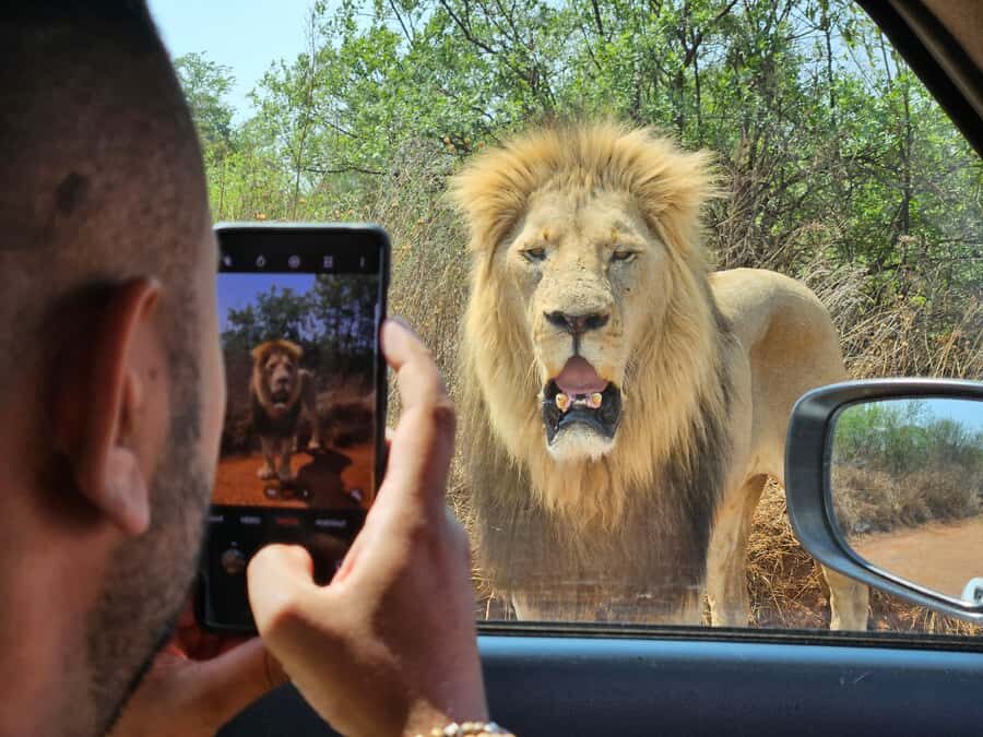 Private Rhino and Lion Park, Cradle Caves or Maropeng Museum - Quick hits before you go