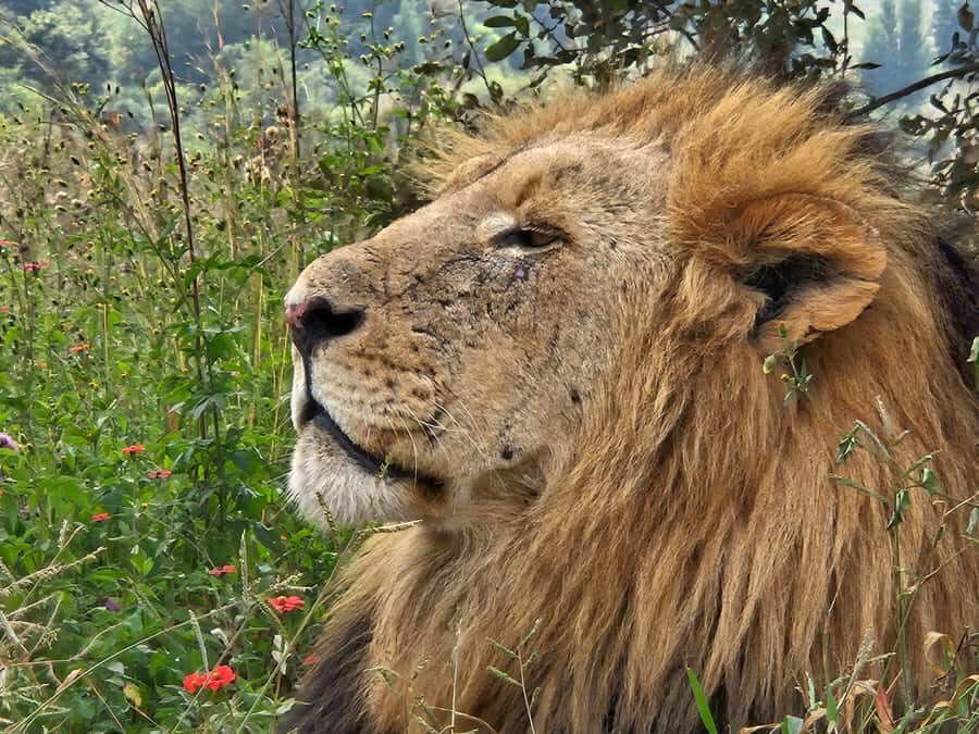 Private Rhino and Lion Park, Cradle Caves or Maropeng Museum - Should You Book This Private Rhino and Lion Park + Fossils Day?