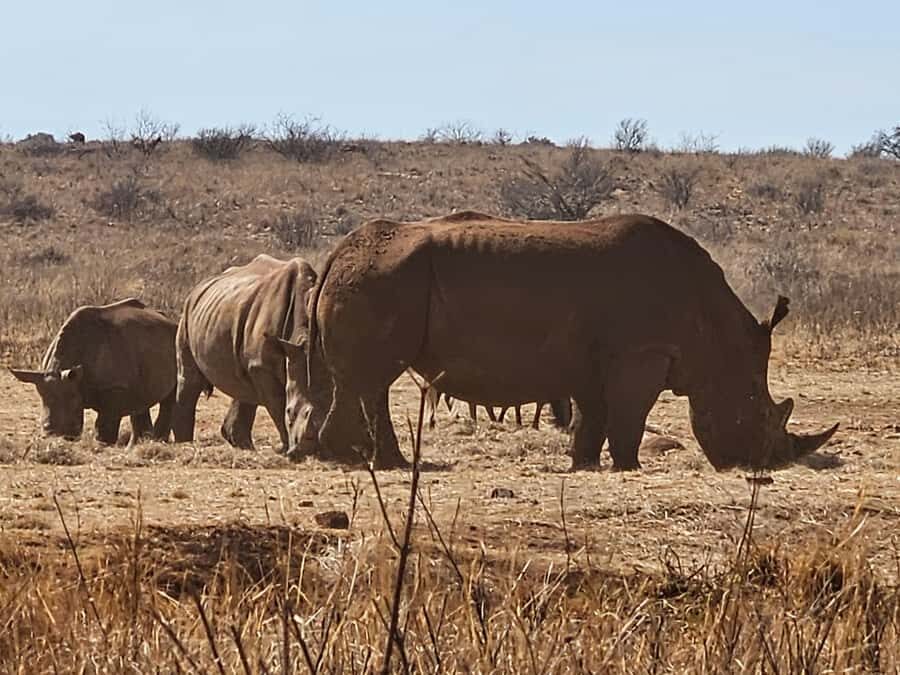 Private Rhino and Lion Park, Cradle Caves or Maropeng Museum - How the 6 Hours Flow: From Park Roads to Fossil Floors