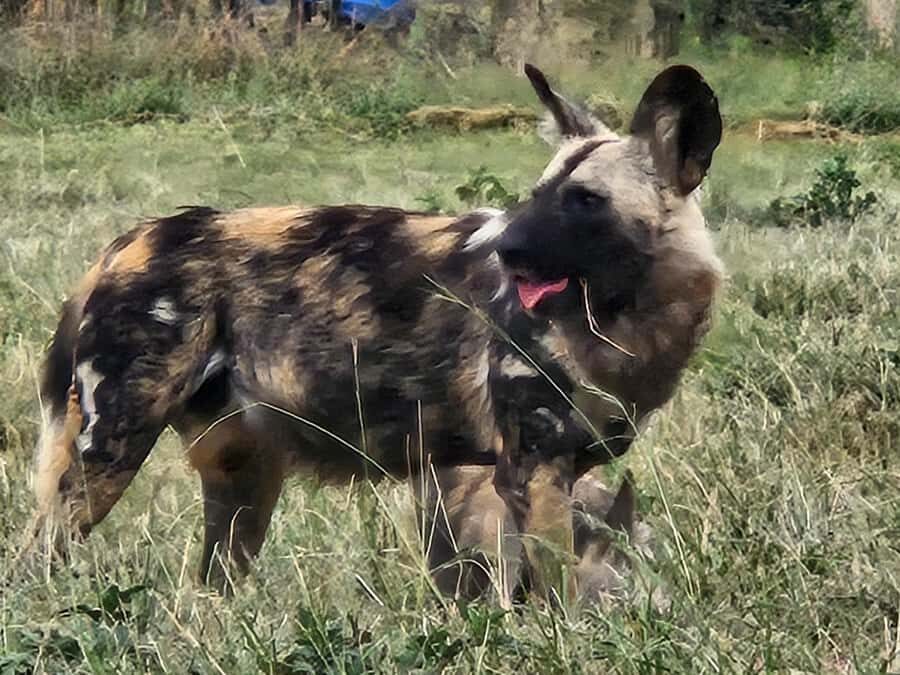 Private Rhino and Lion Park, Cradle Caves or Maropeng Museum - Price and Value: What $87 Really Buys