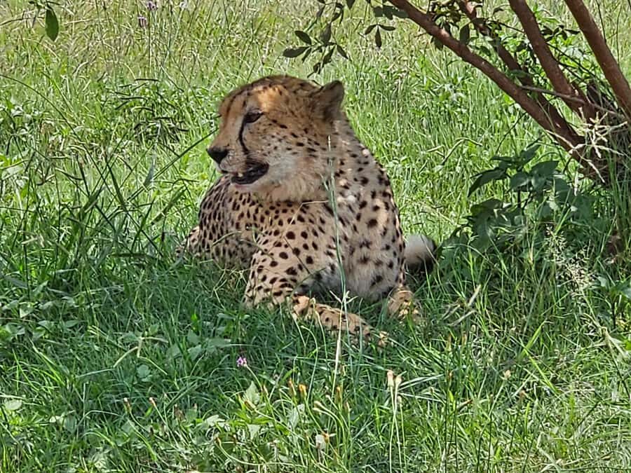 Private Rhino and Lion Park, Cradle Caves or Maropeng Museum - Who This Tour Suits Best (and Who Might Not Love It)
