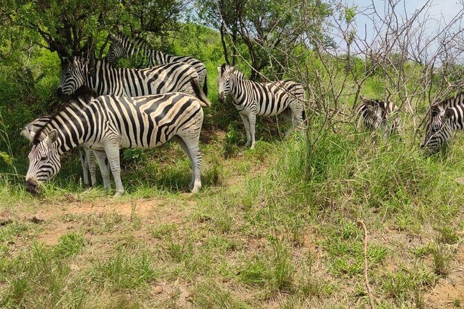 Private Safari and Wildlife Tour in Hluhluwe - Birds you can actually plan for: 340+ species potential