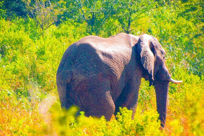 Private Safari and Wildlife Tour in Hluhluwe - Comfort and the small stuff that makes long days easier
