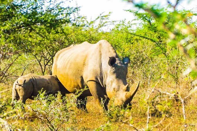 Private Safari and Wildlife Tour in Hluhluwe - Price and value: is $196.56 per person reasonable?