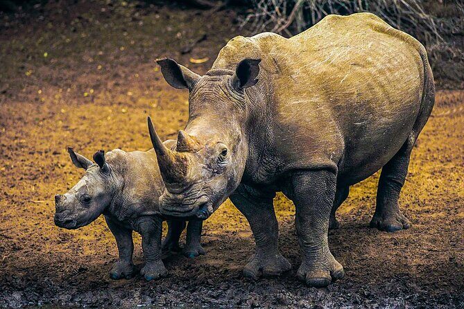 Private Safari and Wildlife Tour in Hluhluwe - Best fit: who should book this private Hluhluwe safari?