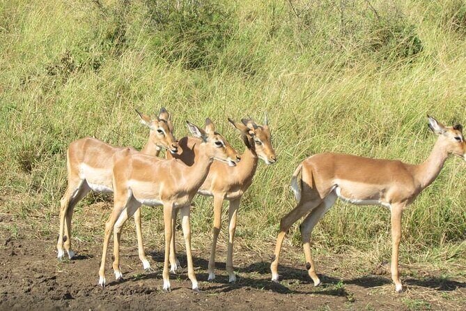 Private Safari and Wildlife Tour in Hluhluwe - Photography and viewing: make the most of your 3-hour window