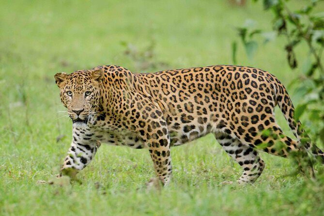 Private Safari and Wildlife Tour in Hluhluwe - Stop 1: the Wilderness Area drive and why that matters